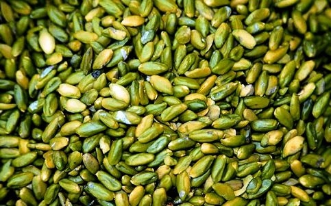 pistacchio